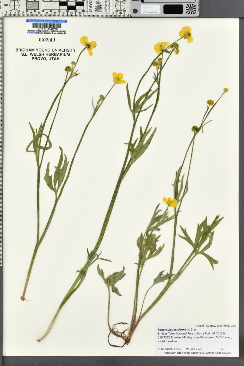 Sharpleaf Buttercup photo 7