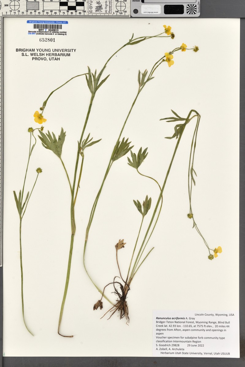 Sharpleaf Buttercup photo 8