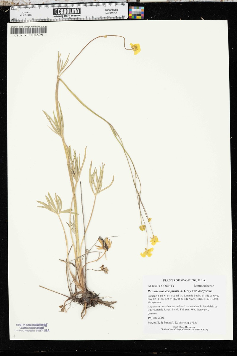 Ranunculus acriformis var. acriformis