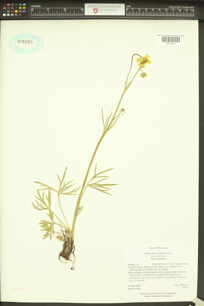 Ranunculus acriformis var. acriformis photo 2