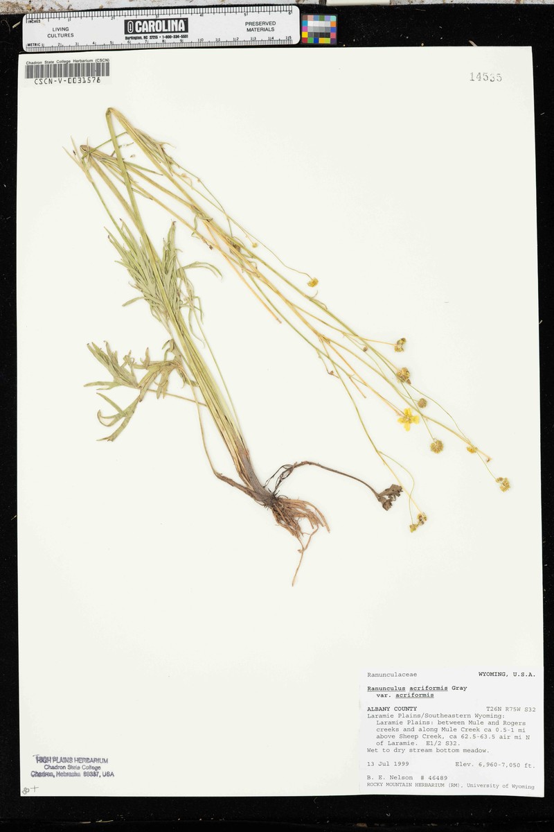 Ranunculus acriformis var. acriformis photo 3