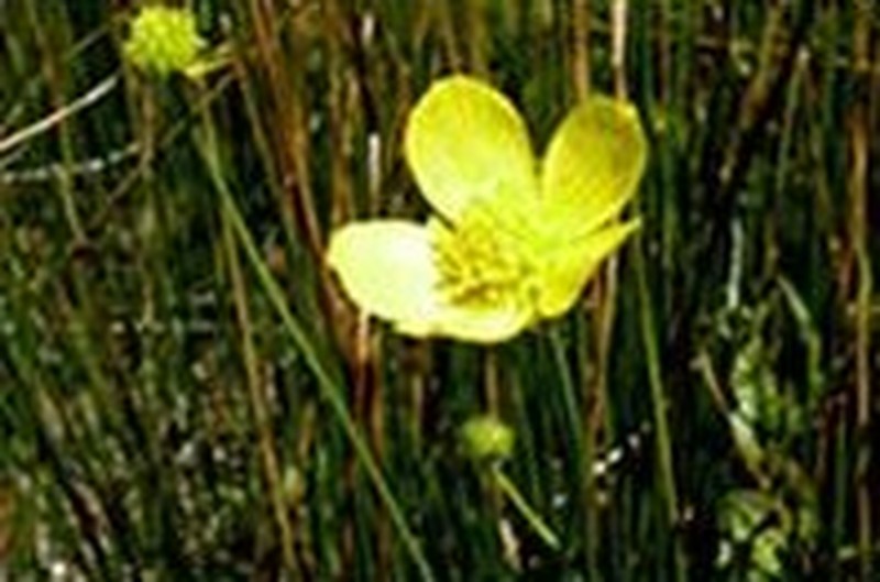 Fall Buttercup