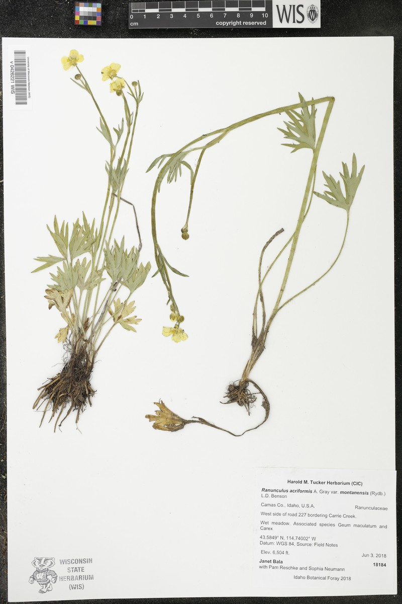 Ranunculus acriformis var. montanensis photo 2
