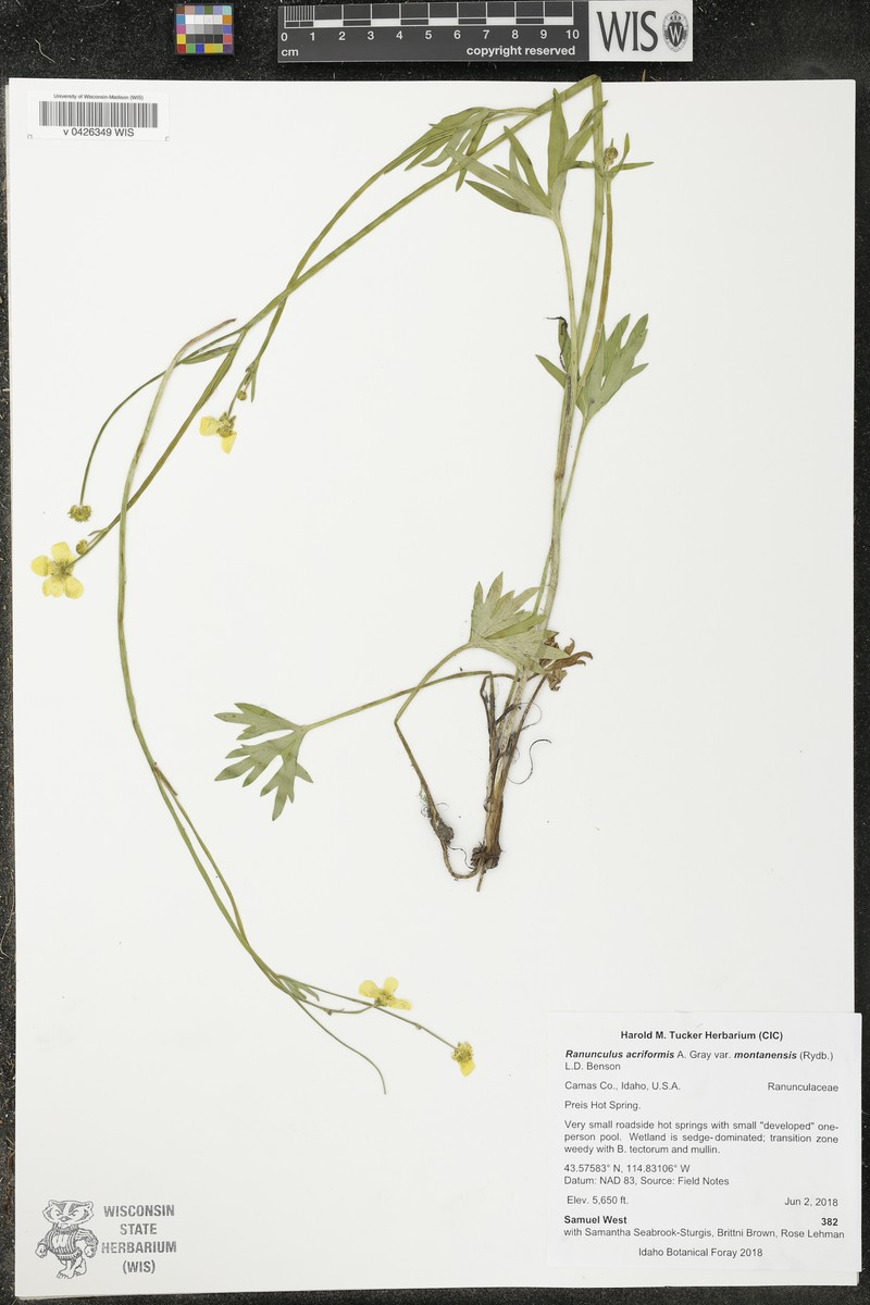 Ranunculus acriformis var. montanensis photo 3