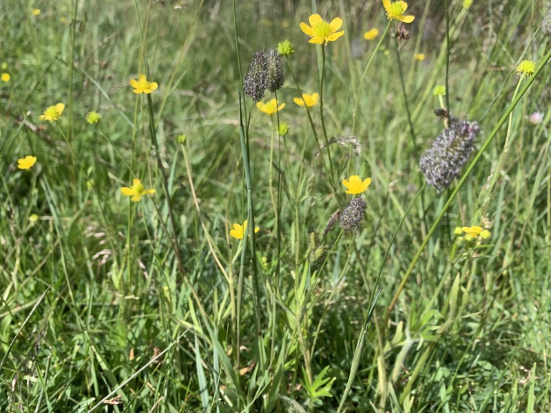 Ranunculus acriformis var. montanensis