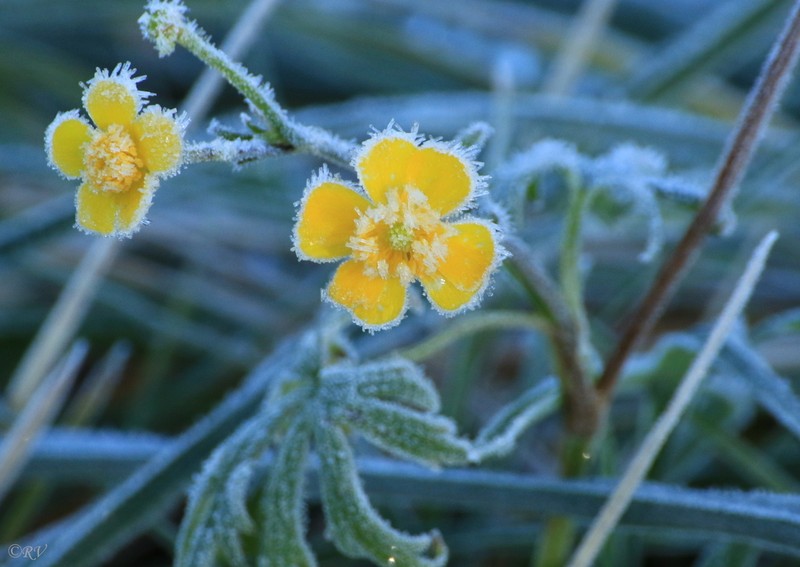 Tall Buttercup photo 3