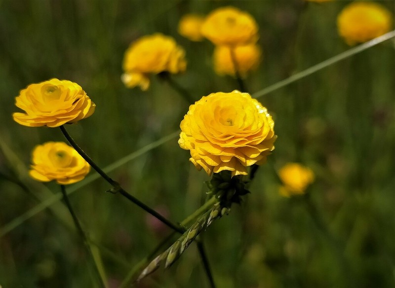Tall Buttercup photo 5