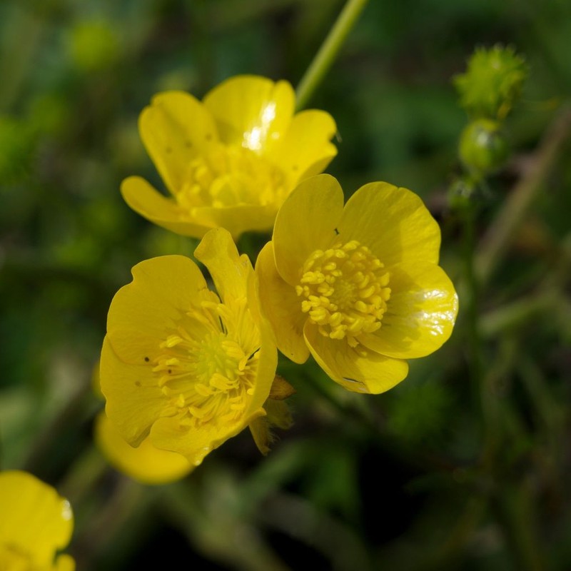 Tall Buttercup photo 6