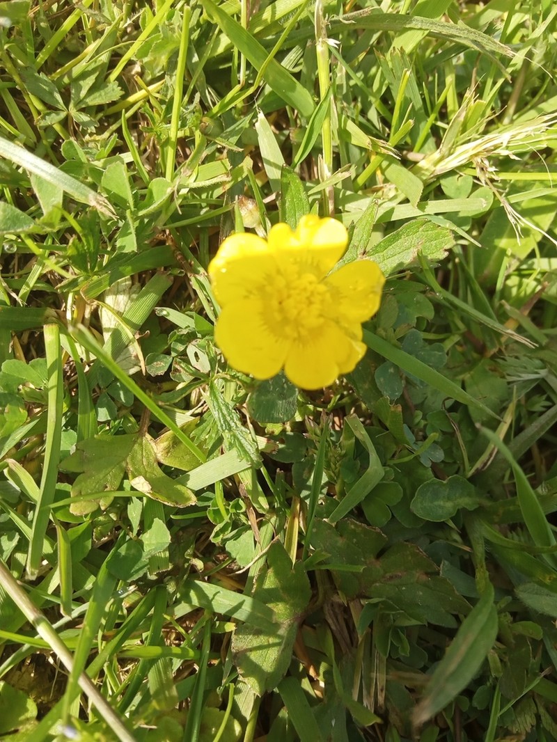 Tall Buttercup photo 7