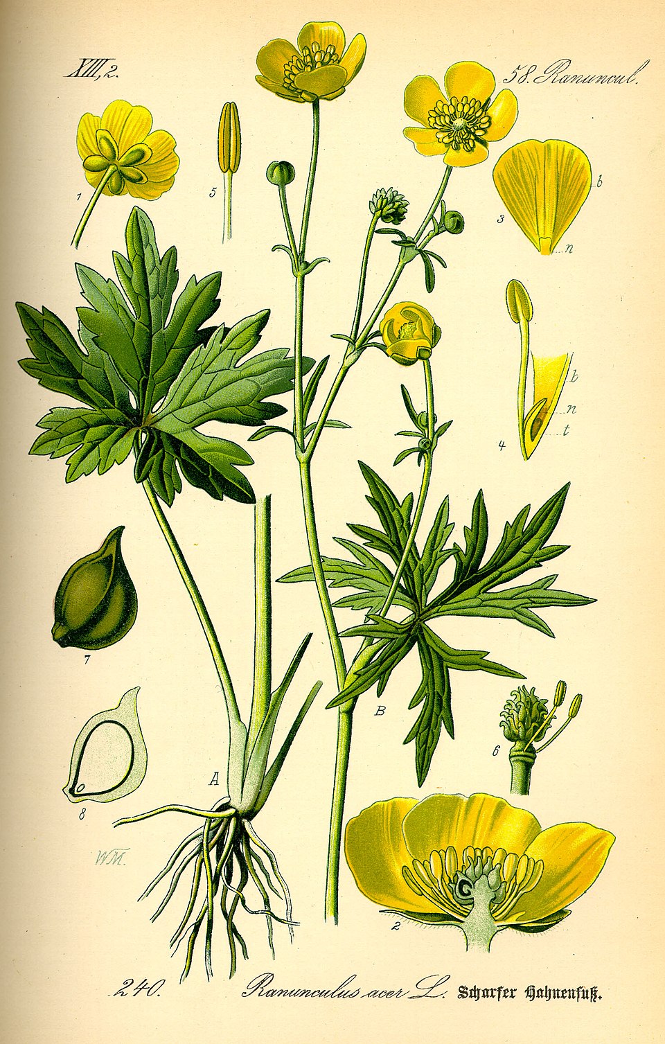 Tall Buttercup
