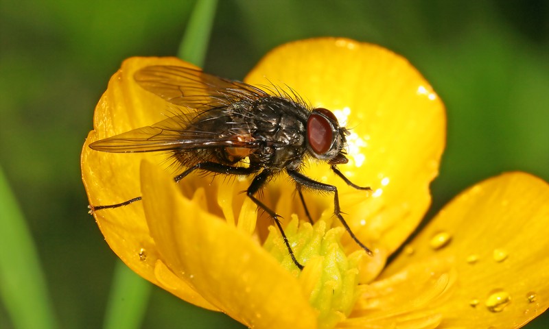 Tall Buttercup photo 3