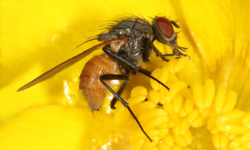 Tall Buttercup photo 4