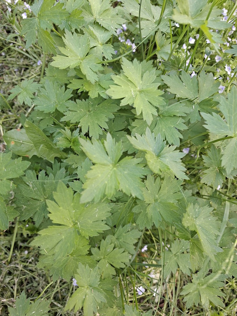 Ranunculus acris subsp. friesianus photo 2