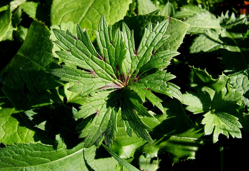 Ranunculus acris subsp. friesianus