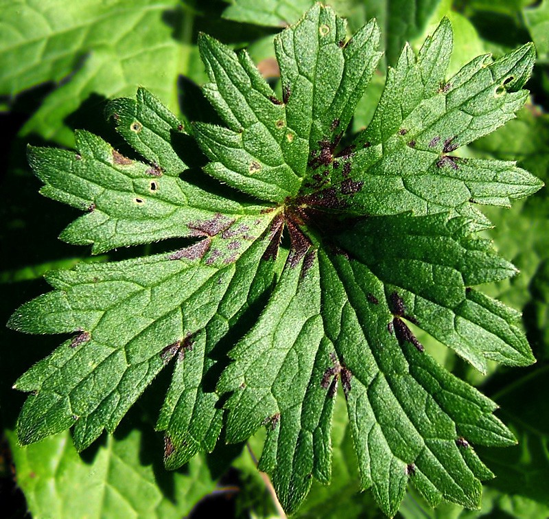 Ranunculus acris subsp. friesianus photo 3