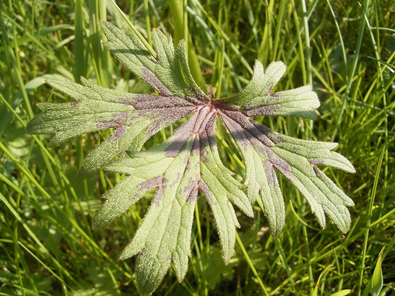 Ranunculus acris subsp. friesianus photo 4
