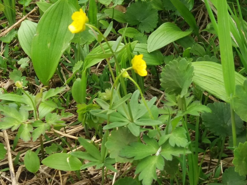 Ranunculus acris subsp. hultenii