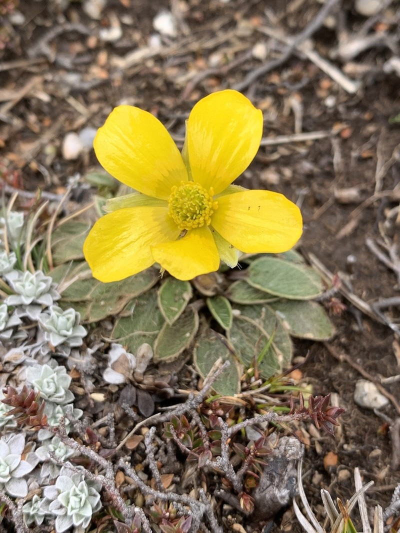 Ranunculus acrophilus