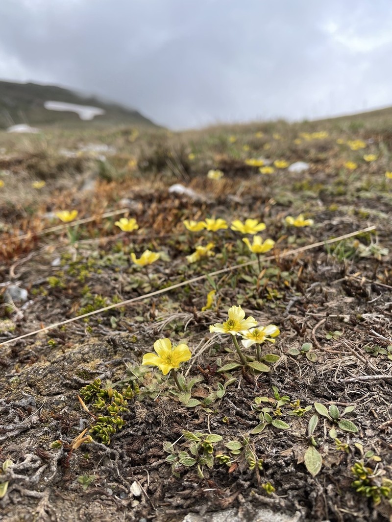 Ranunculus acrophilus photo 2