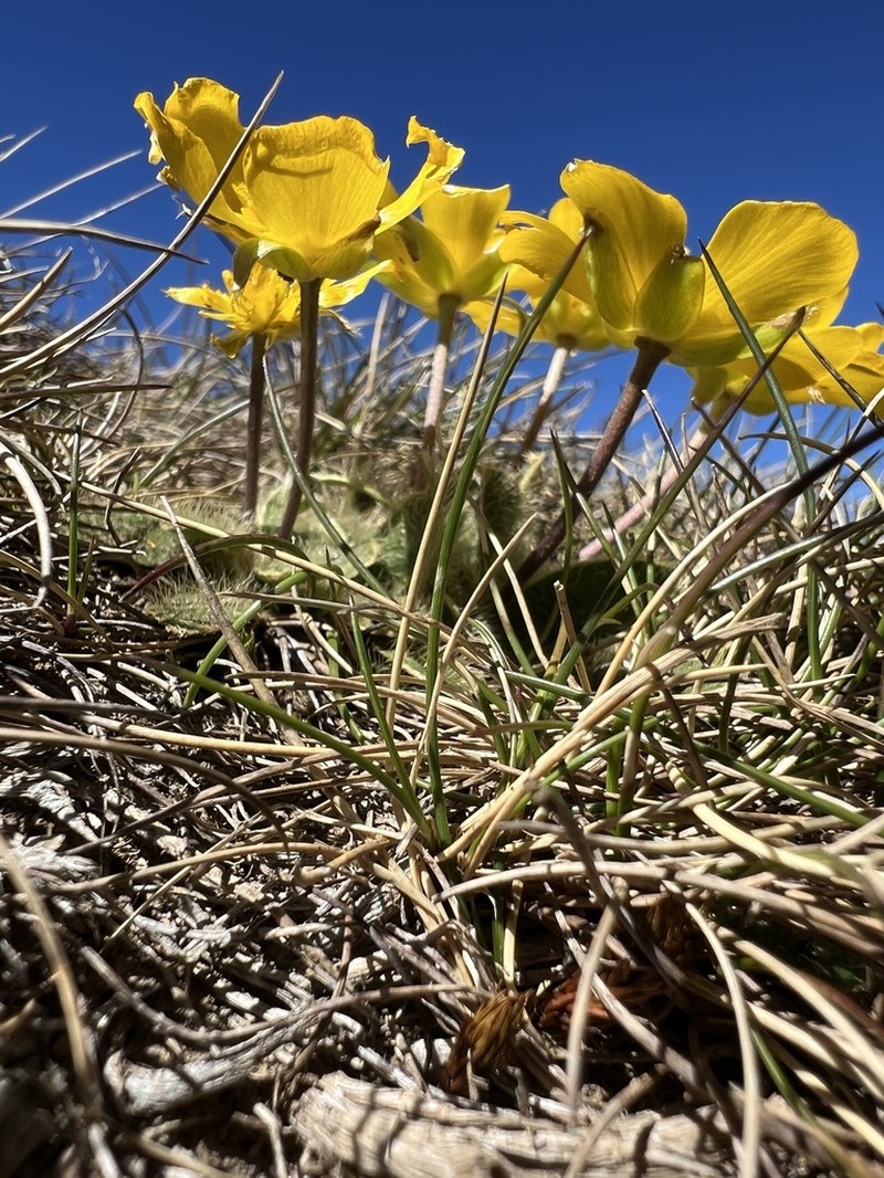 Ranunculus acrophilus photo 3