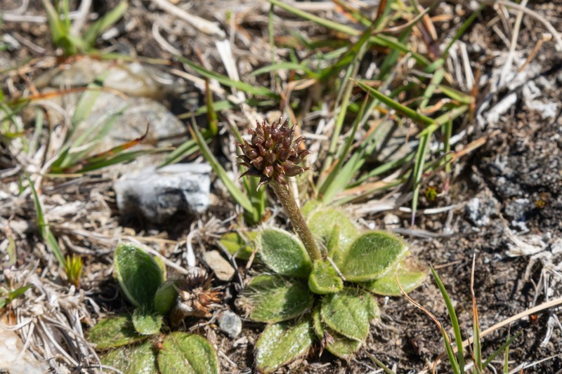 Ranunculus acrophilus photo 4
