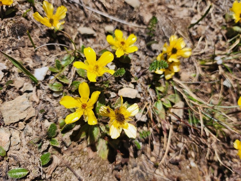 Ranunculus acrophilus photo 5
