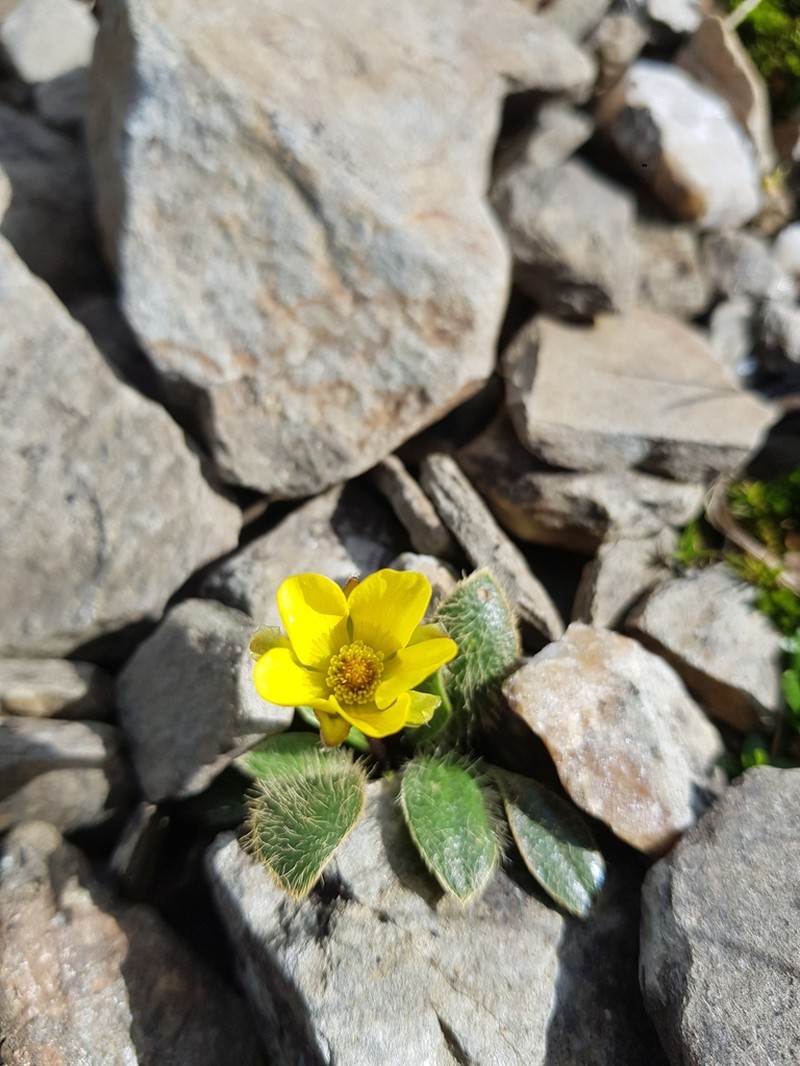Ranunculus acrophilus photo 6