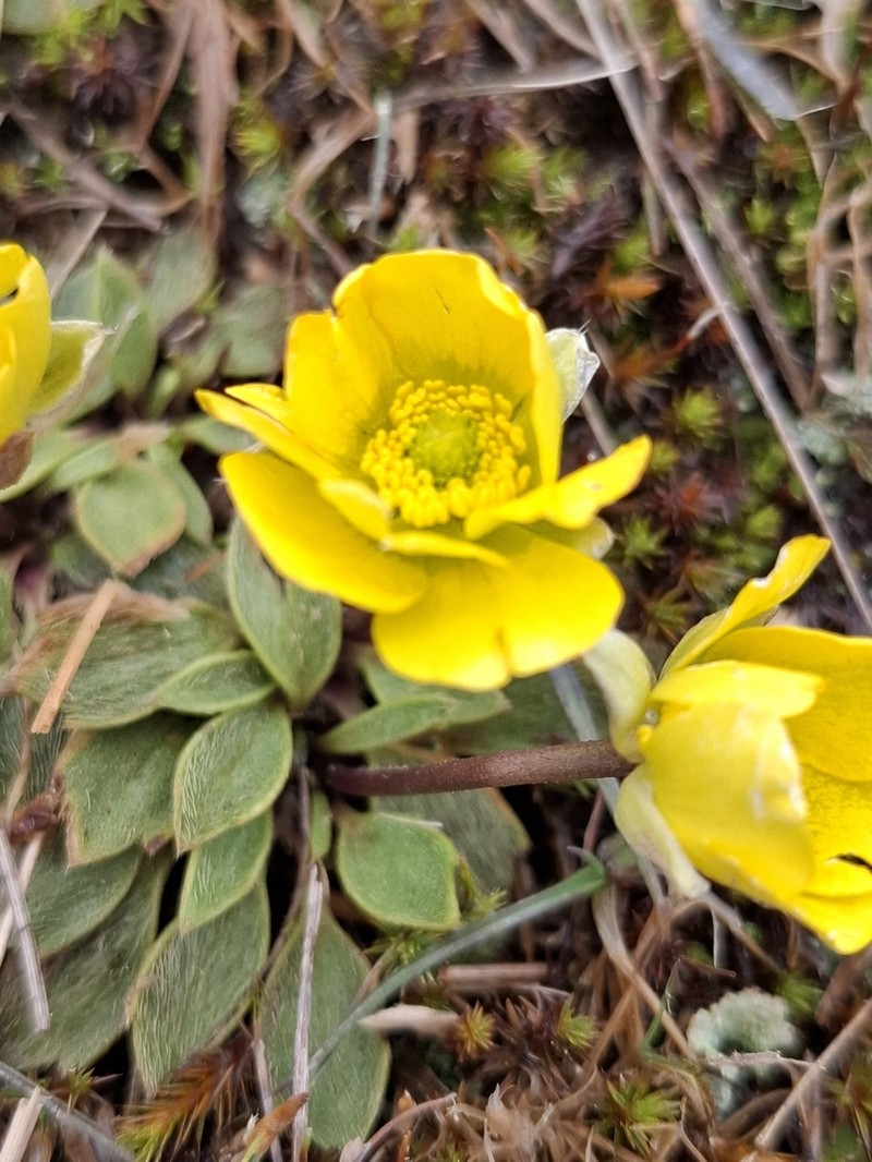 Ranunculus acrophilus photo 7