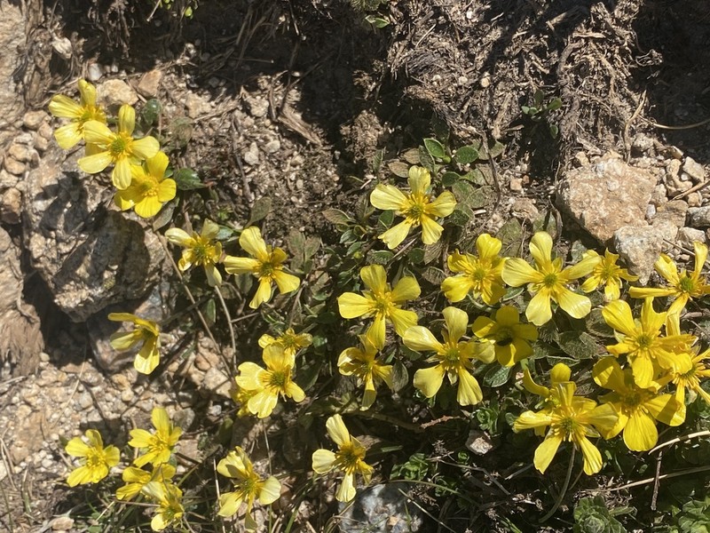 Ranunculus acrophilus photo 8