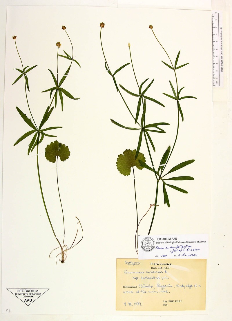 Ranunculus acuistylus