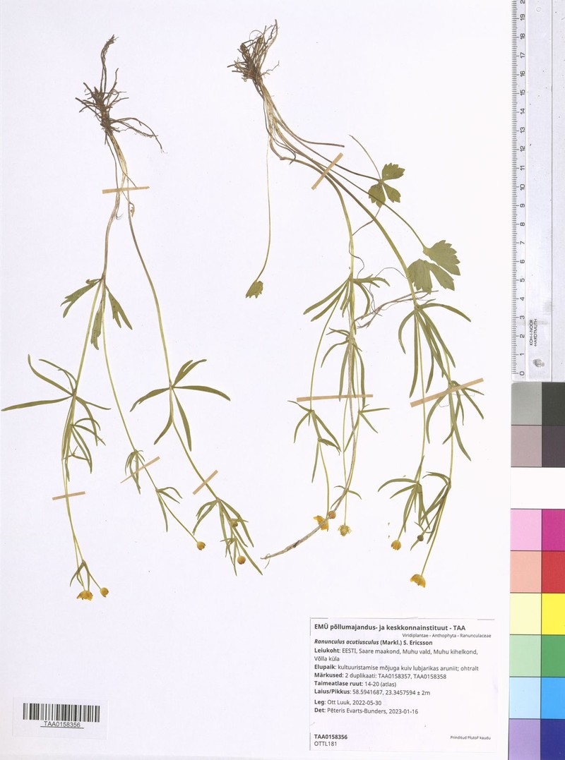 Ranunculus acutiusculus