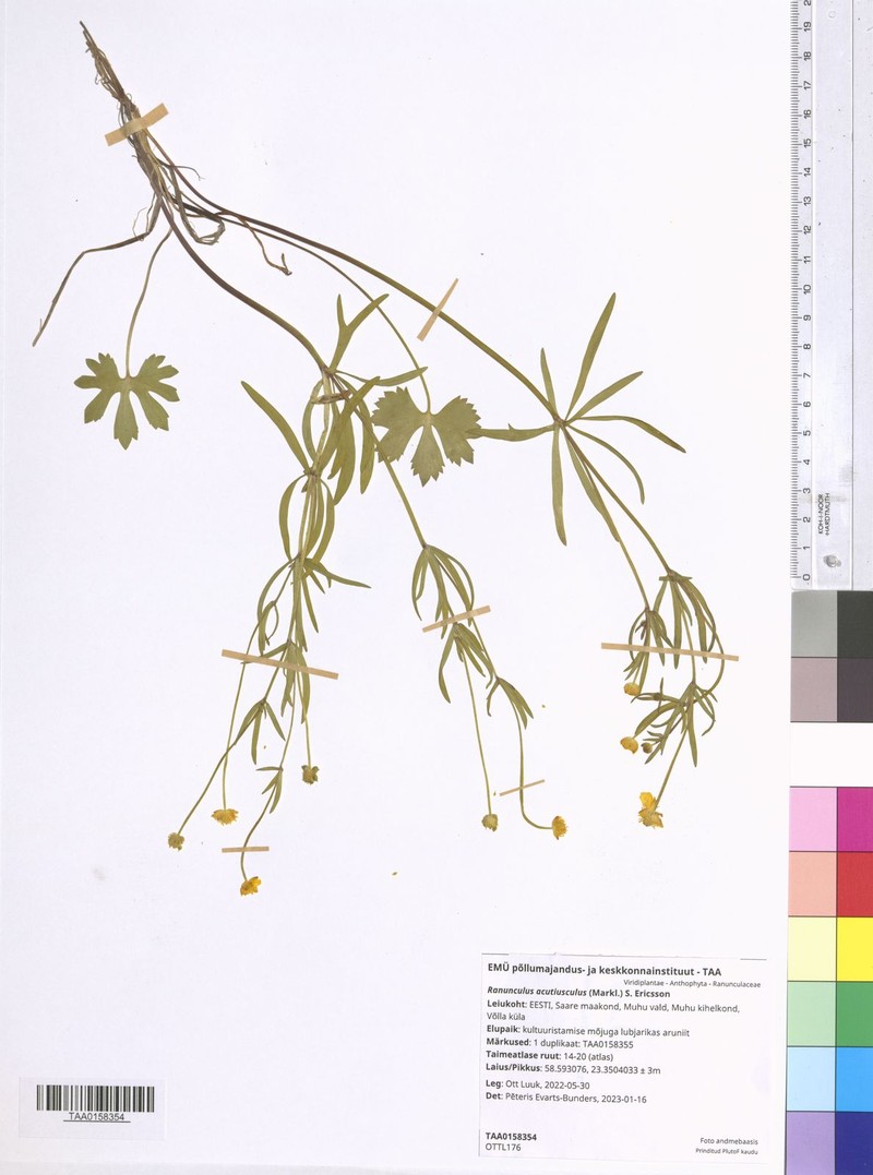 Ranunculus acutiusculus photo 2