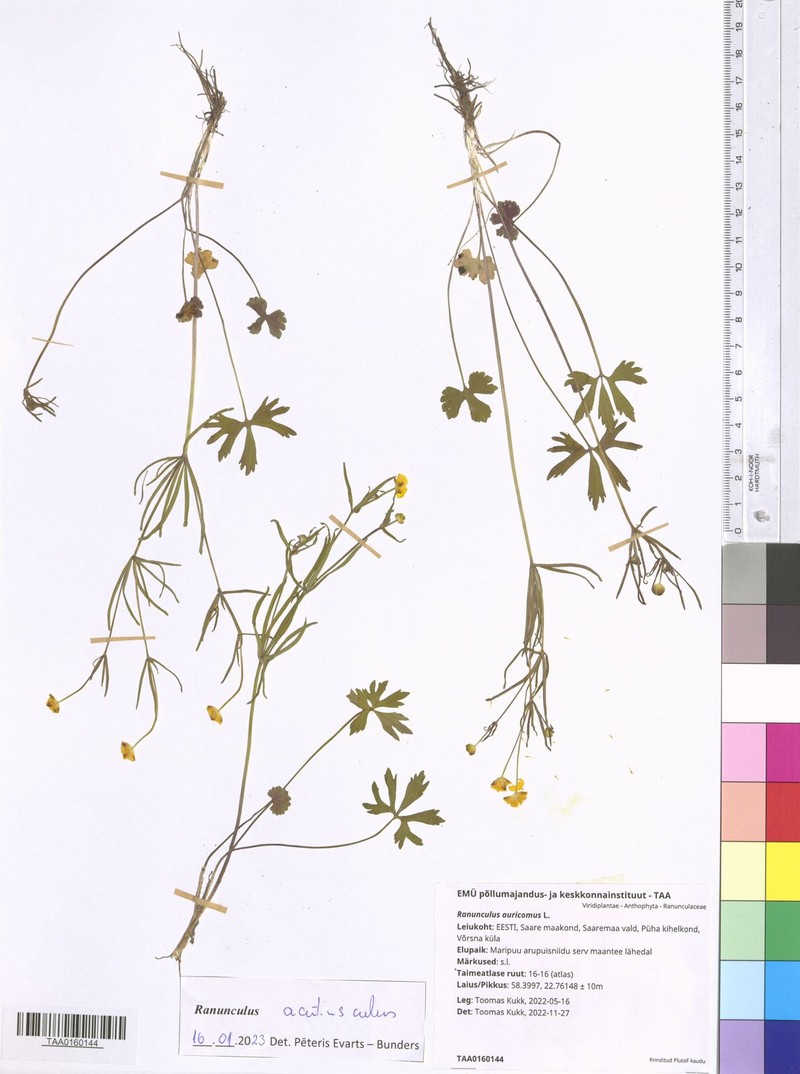 Ranunculus acutiusculus photo 3