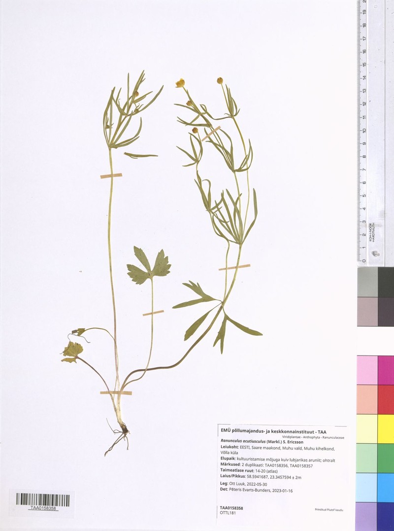 Ranunculus acutiusculus photo 4