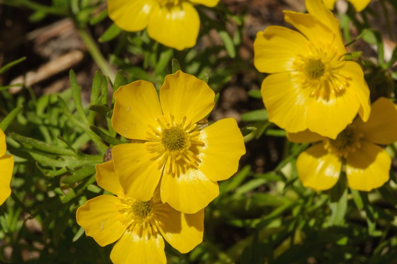 Alpine Buttercup