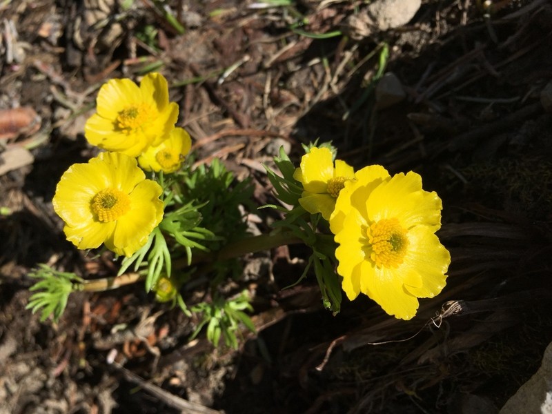 Alpine Buttercup photo 2
