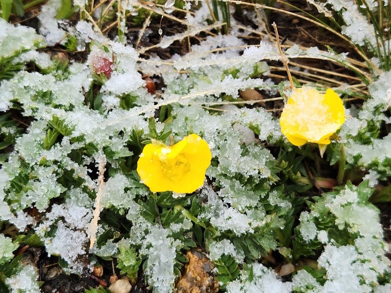 Alpine Buttercup photo 3