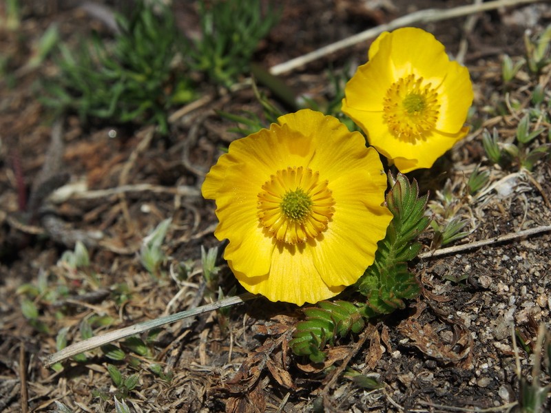 Alpine Buttercup photo 4