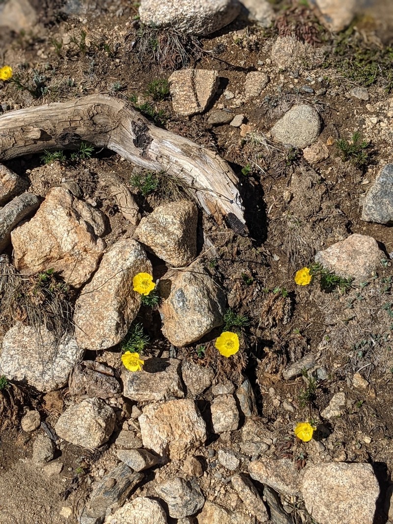 Alpine Buttercup photo 5