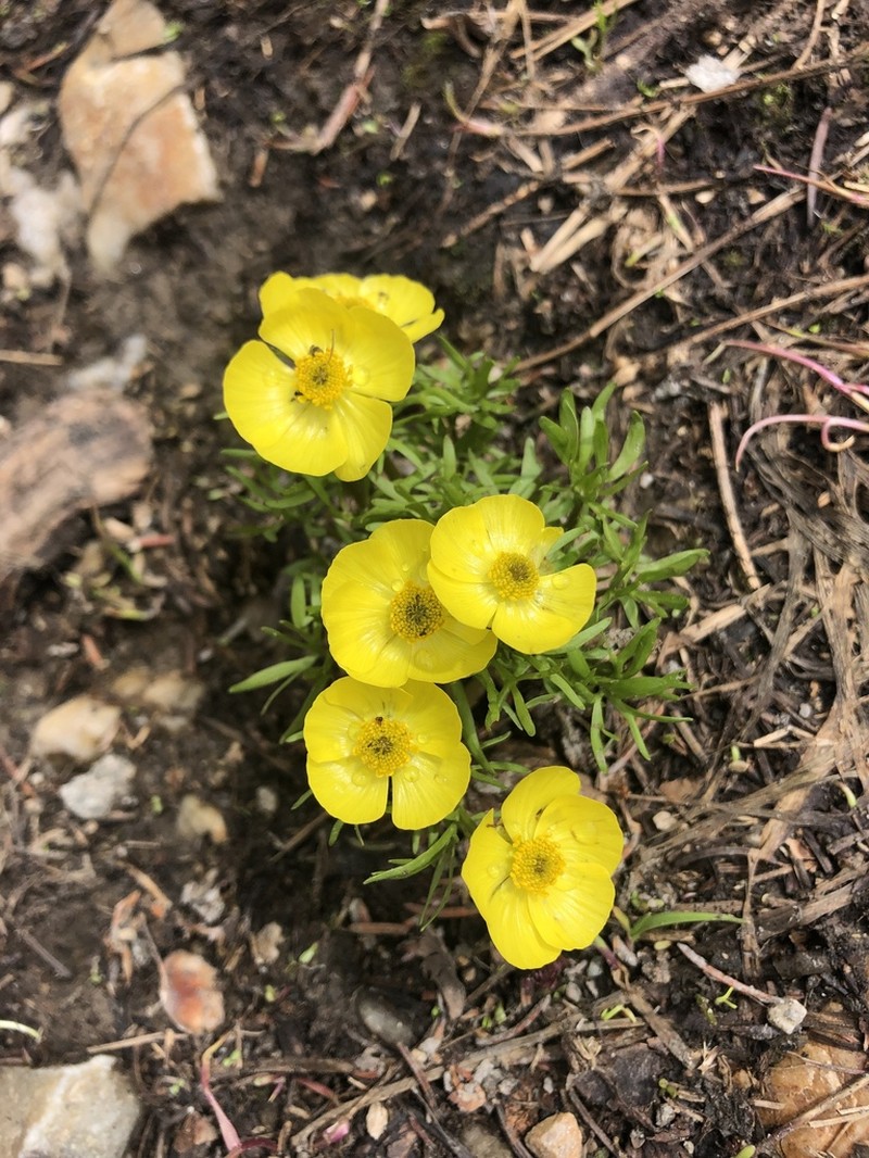 Alpine Buttercup photo 6