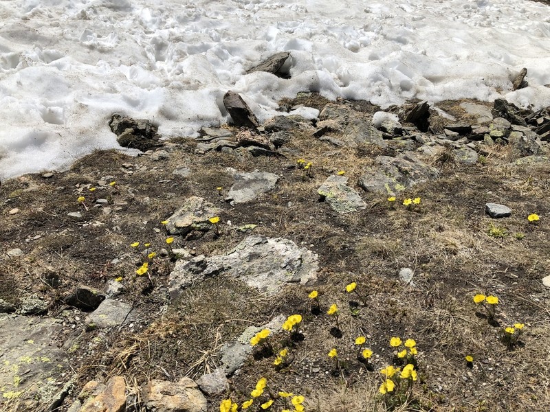 Alpine Buttercup photo 7