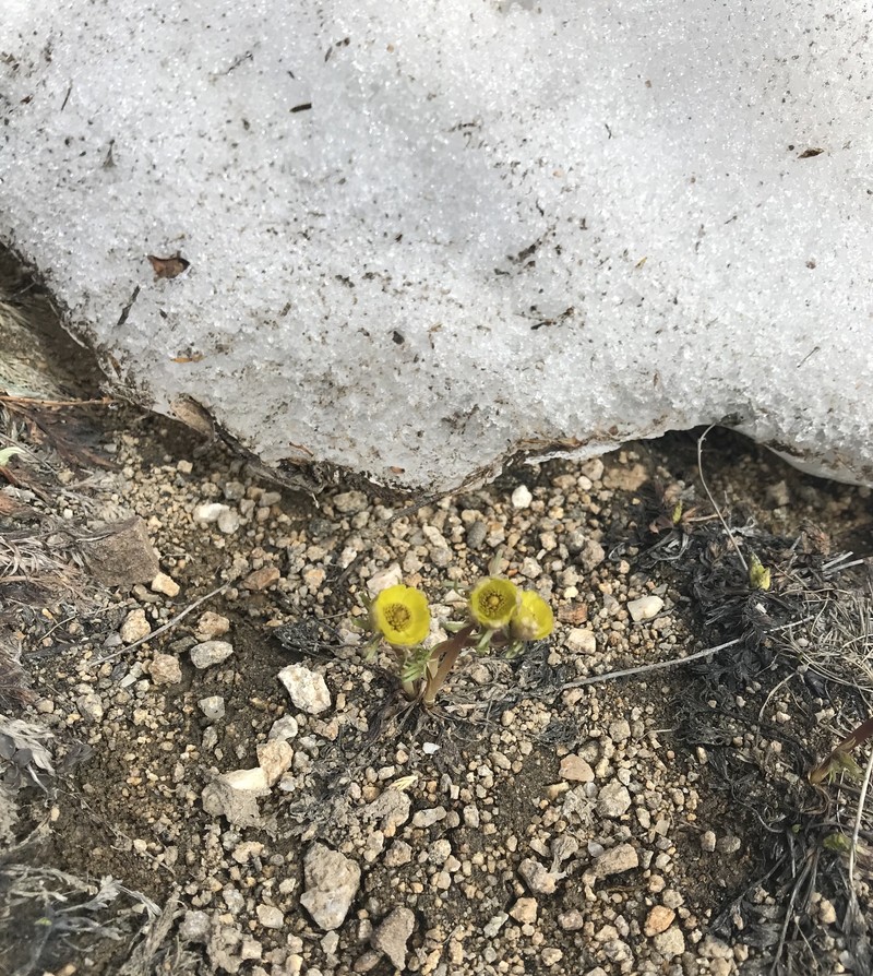 Ranunculus adoneus var. adoneus