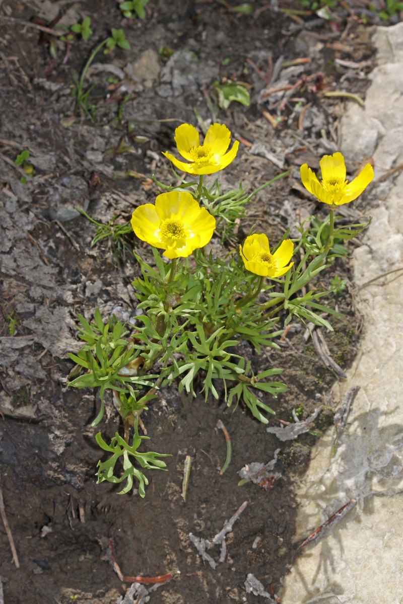 Ranunculus adoneus var. adoneus photo 2