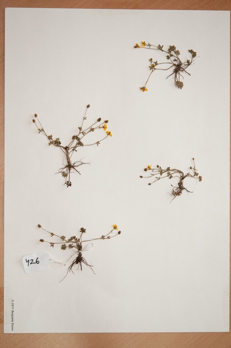 Ranunculus adoxifolius
