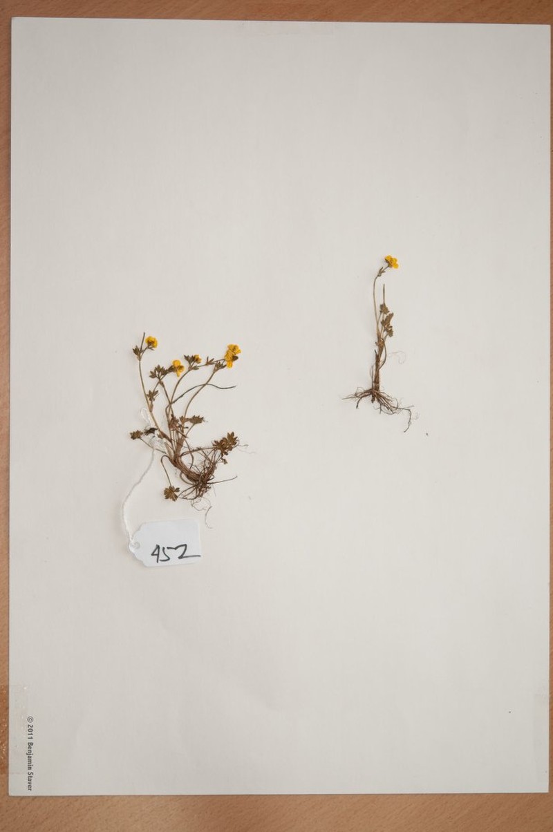Ranunculus adoxifolius photo 2