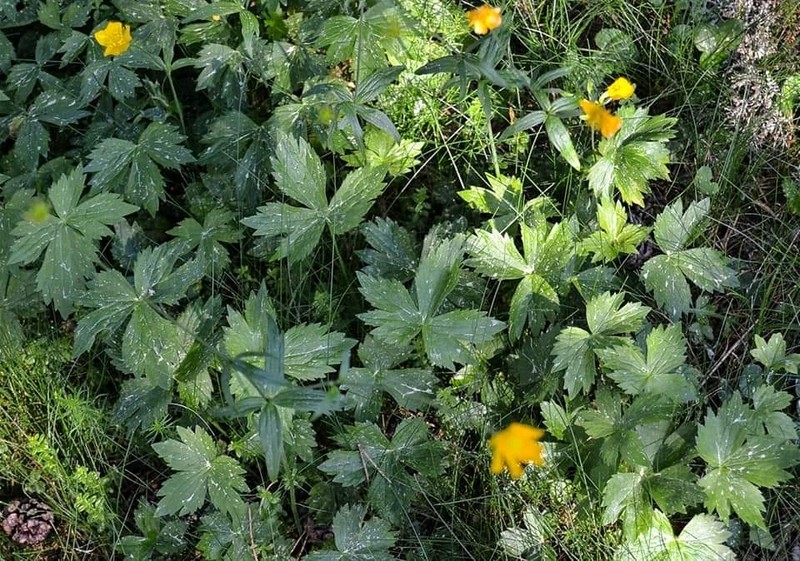 Ranunculus aduncus