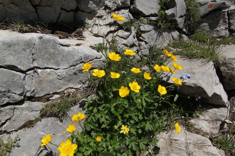 Ranunculus aduncus photo 2