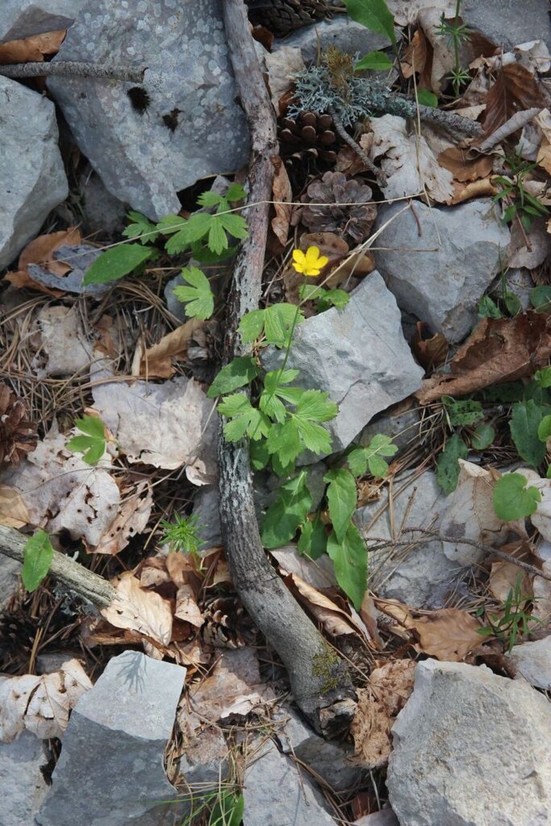 Ranunculus aduncus photo 3