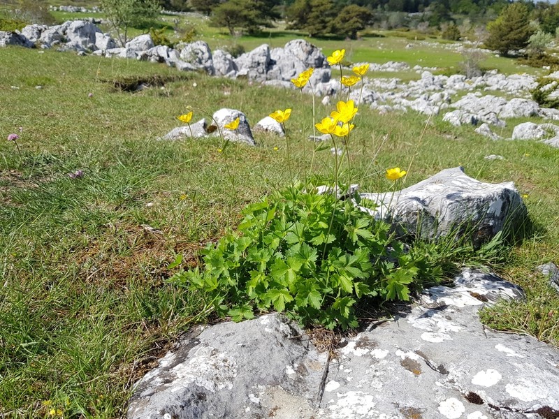 Ranunculus aduncus photo 4