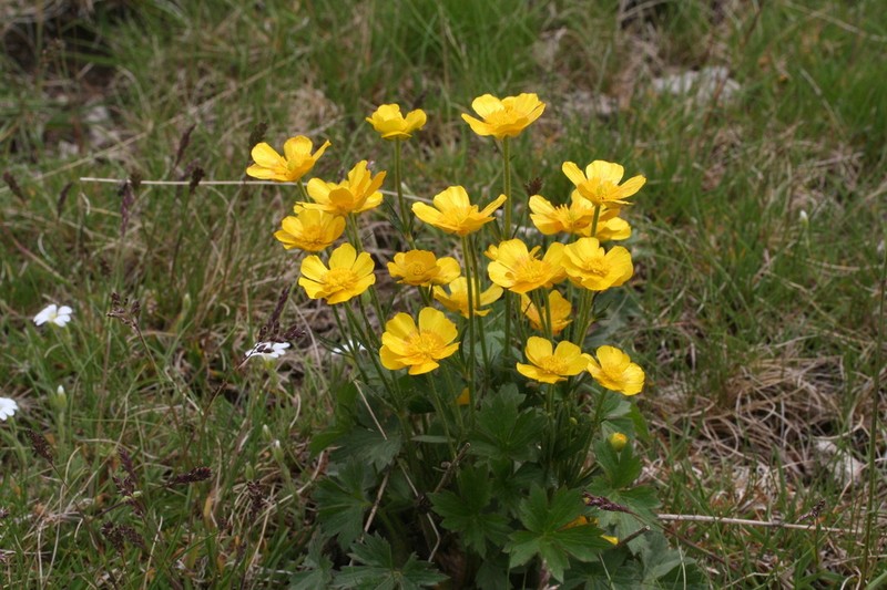 Ranunculus aduncus photo 5